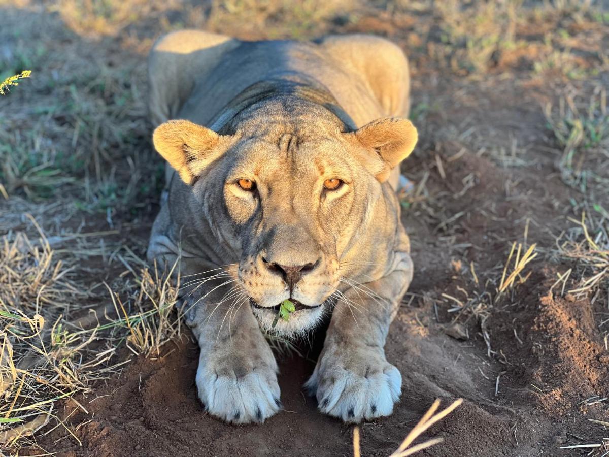 Simba Safaris African Pride Exotic Lodge Lephalale Dış mekan fotoğraf