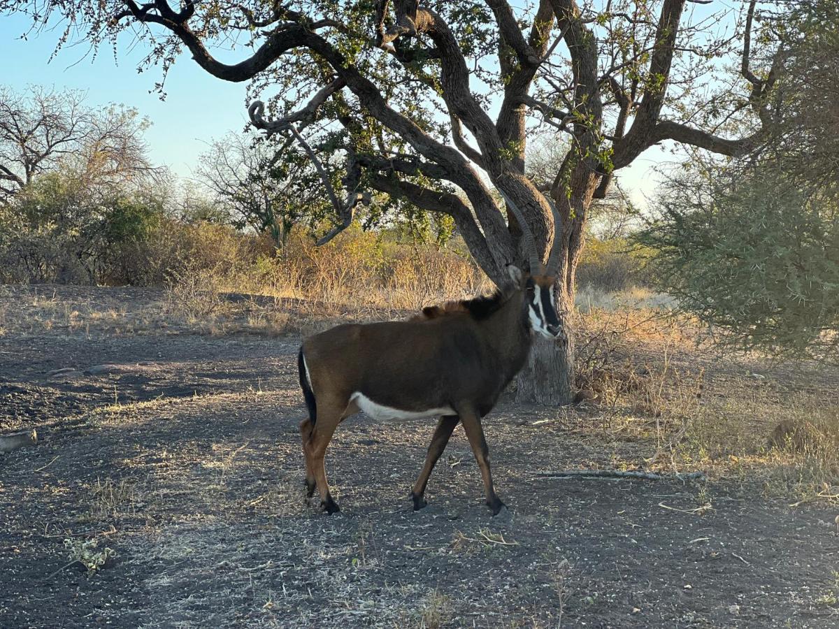 Simba Safaris African Pride Exotic Lodge Lephalale Dış mekan fotoğraf