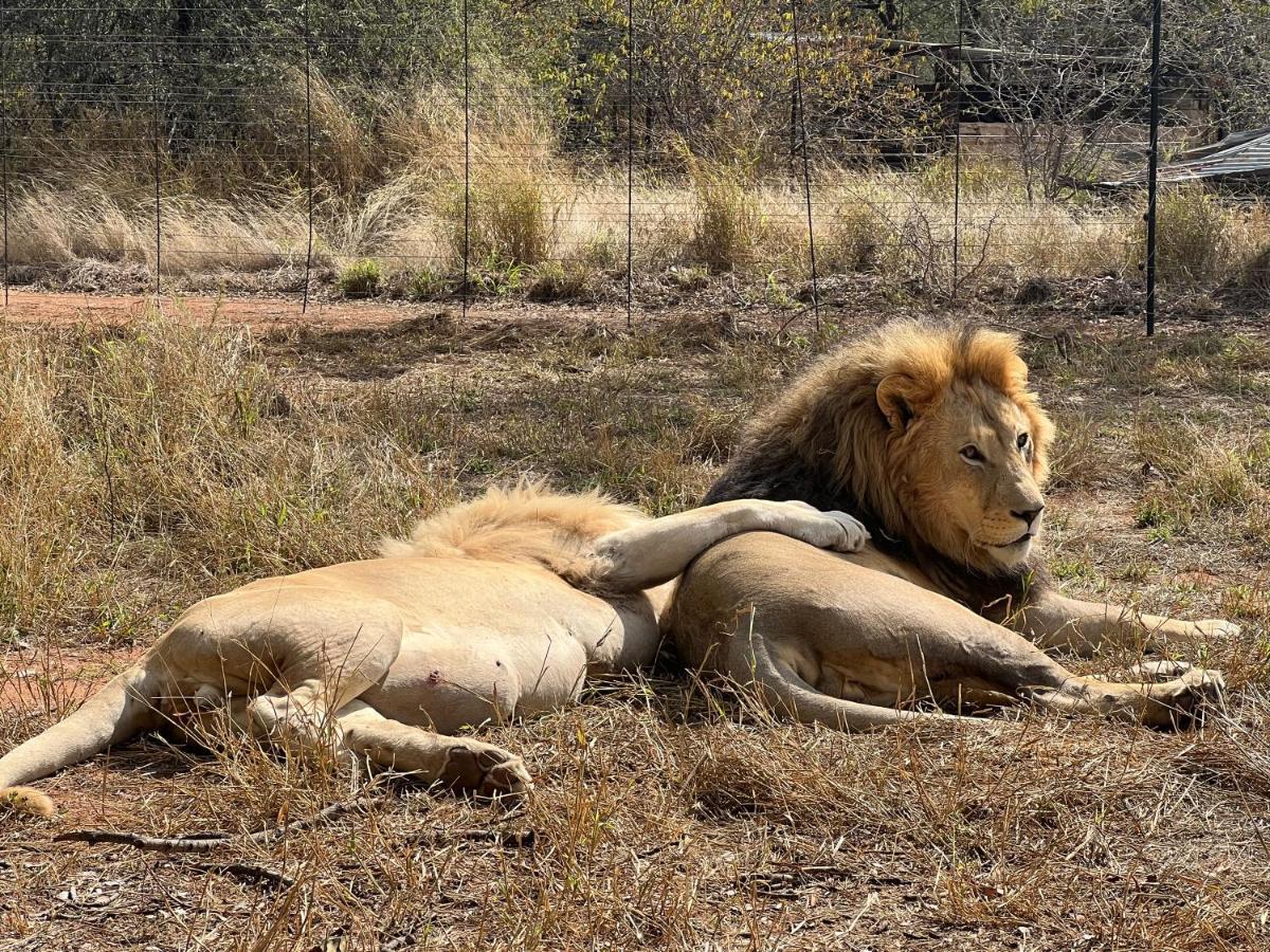 Simba Safaris African Pride Exotic Lodge Lephalale Dış mekan fotoğraf