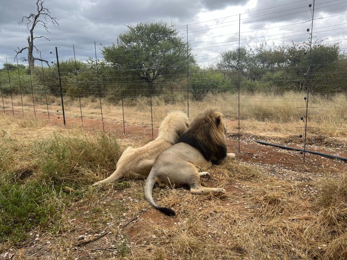 Simba Safaris African Pride Exotic Lodge Lephalale Dış mekan fotoğraf