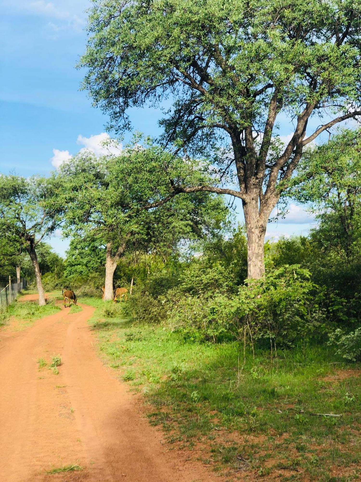 Simba Safaris African Pride Exotic Lodge Lephalale Dış mekan fotoğraf