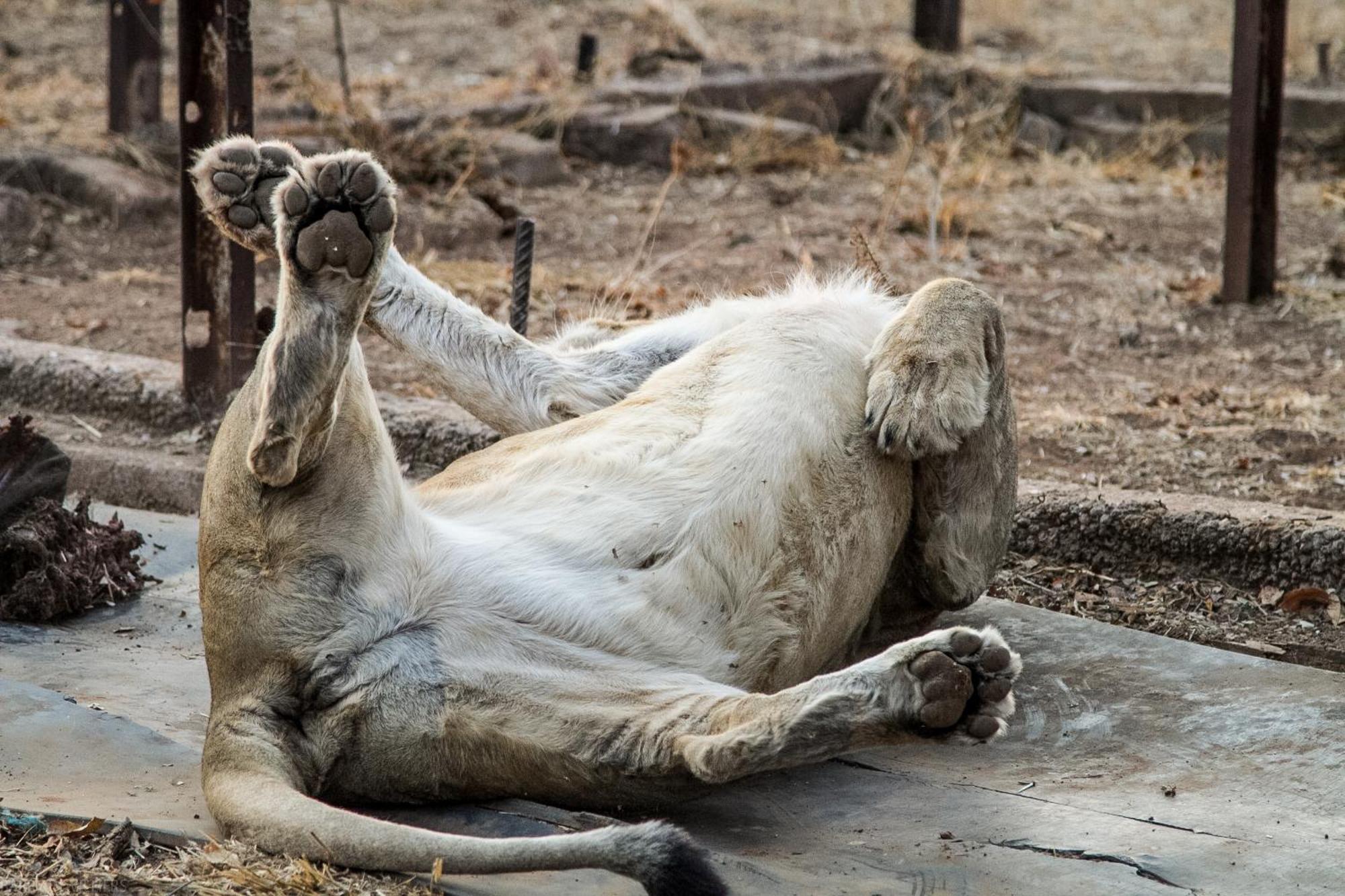 Simba Safaris African Pride Exotic Lodge Lephalale Dış mekan fotoğraf