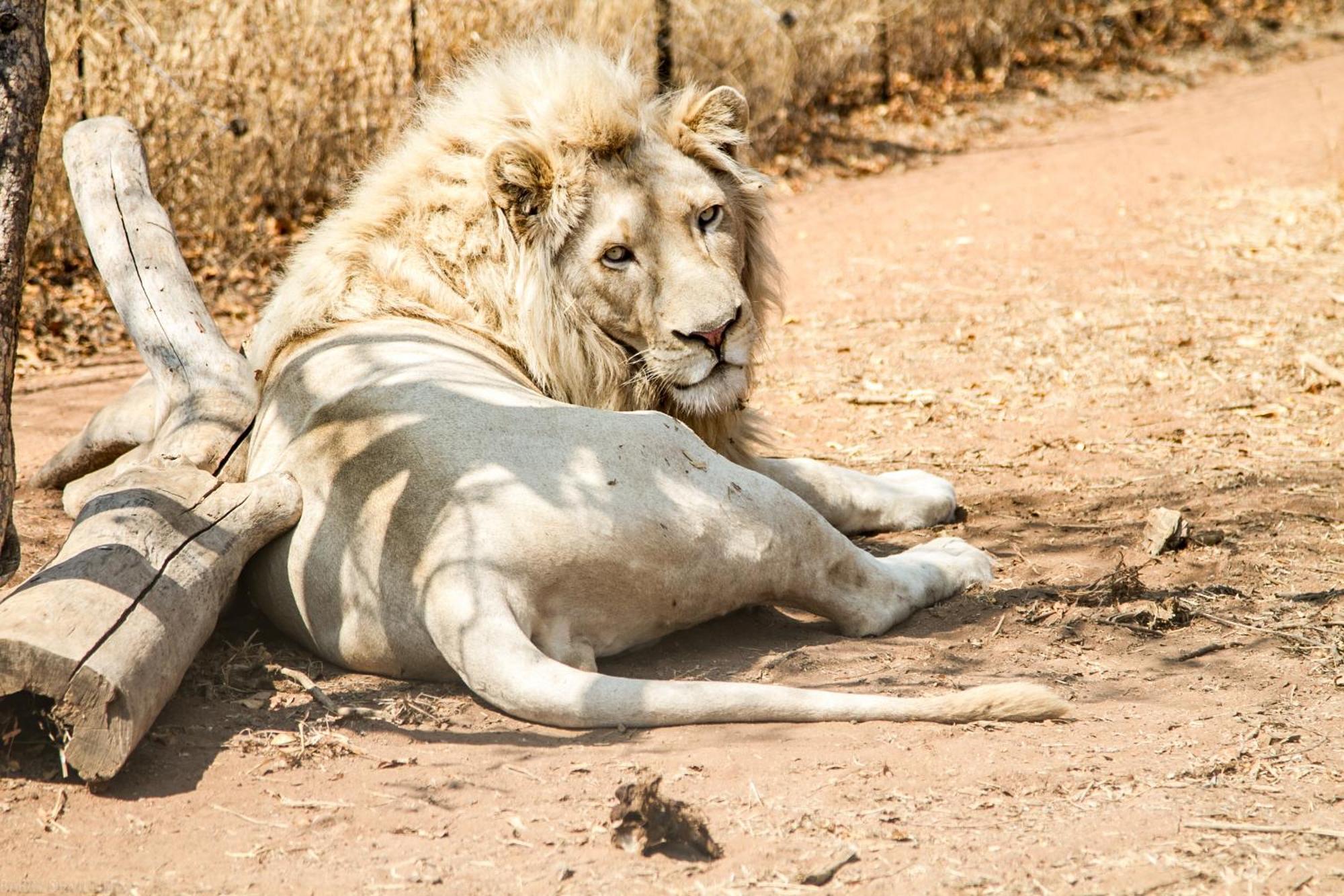 Simba Safaris African Pride Exotic Lodge Lephalale Dış mekan fotoğraf