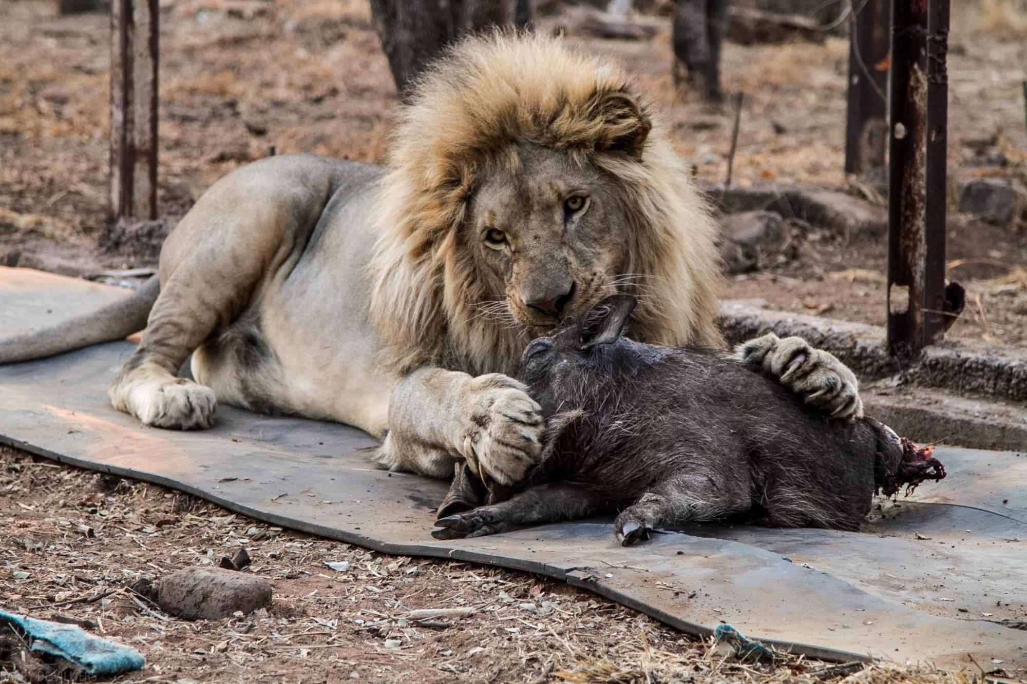 Simba Safaris African Pride Exotic Lodge Lephalale Dış mekan fotoğraf