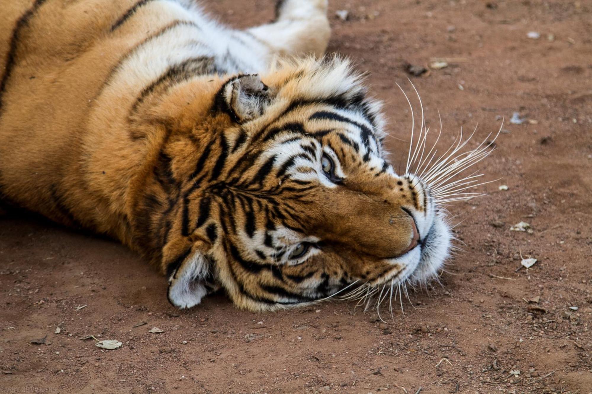 Simba Safaris African Pride Exotic Lodge Lephalale Dış mekan fotoğraf