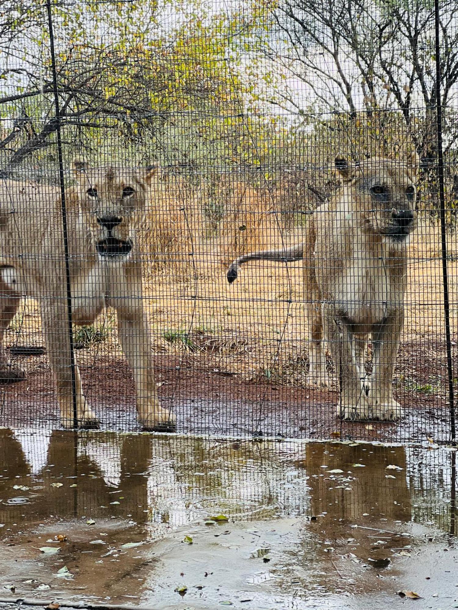 Simba Safaris African Pride Exotic Lodge Lephalale Dış mekan fotoğraf