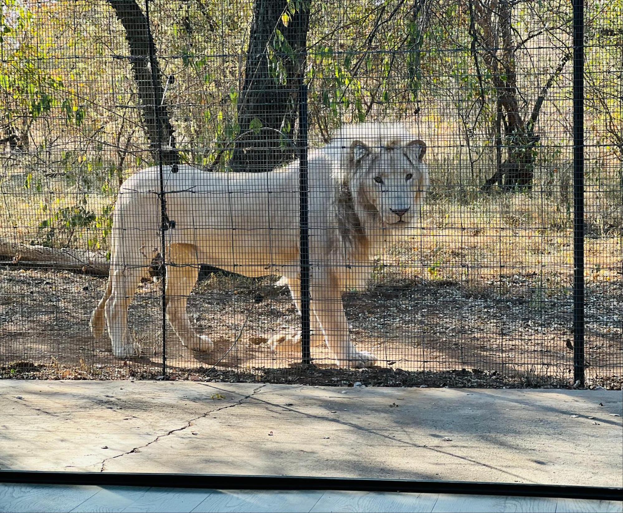 Simba Safaris African Pride Exotic Lodge Lephalale Dış mekan fotoğraf