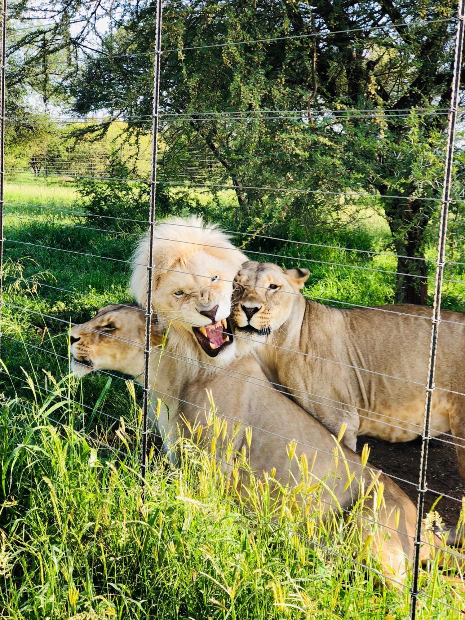 Simba Safaris African Pride Exotic Lodge Lephalale Dış mekan fotoğraf