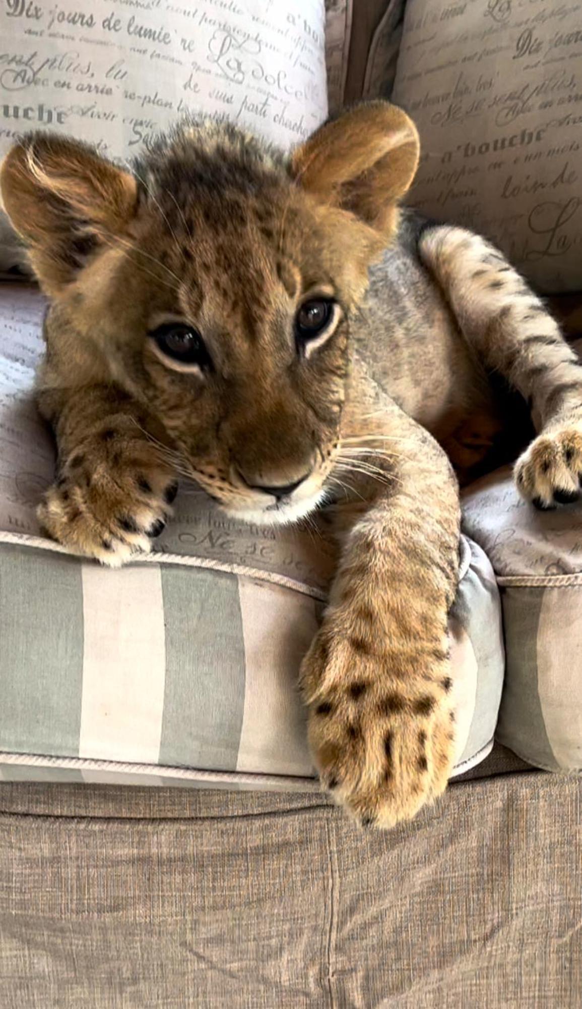 Simba Safaris African Pride Exotic Lodge Lephalale Dış mekan fotoğraf