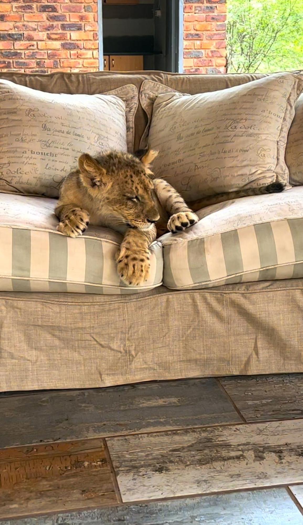Simba Safaris African Pride Exotic Lodge Lephalale Dış mekan fotoğraf