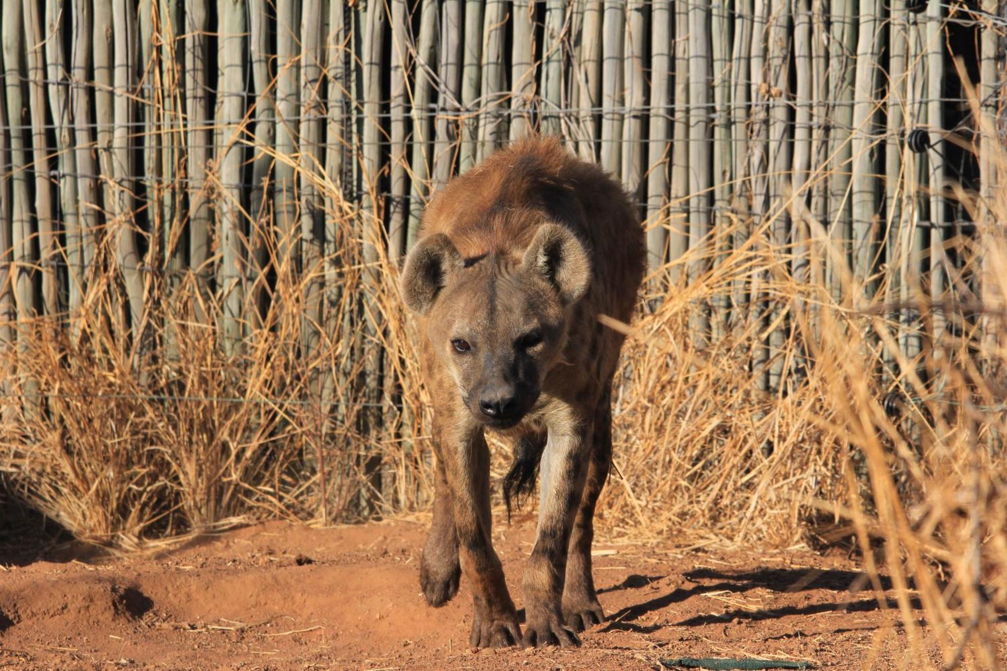 Simba Safaris African Pride Exotic Lodge Lephalale Dış mekan fotoğraf