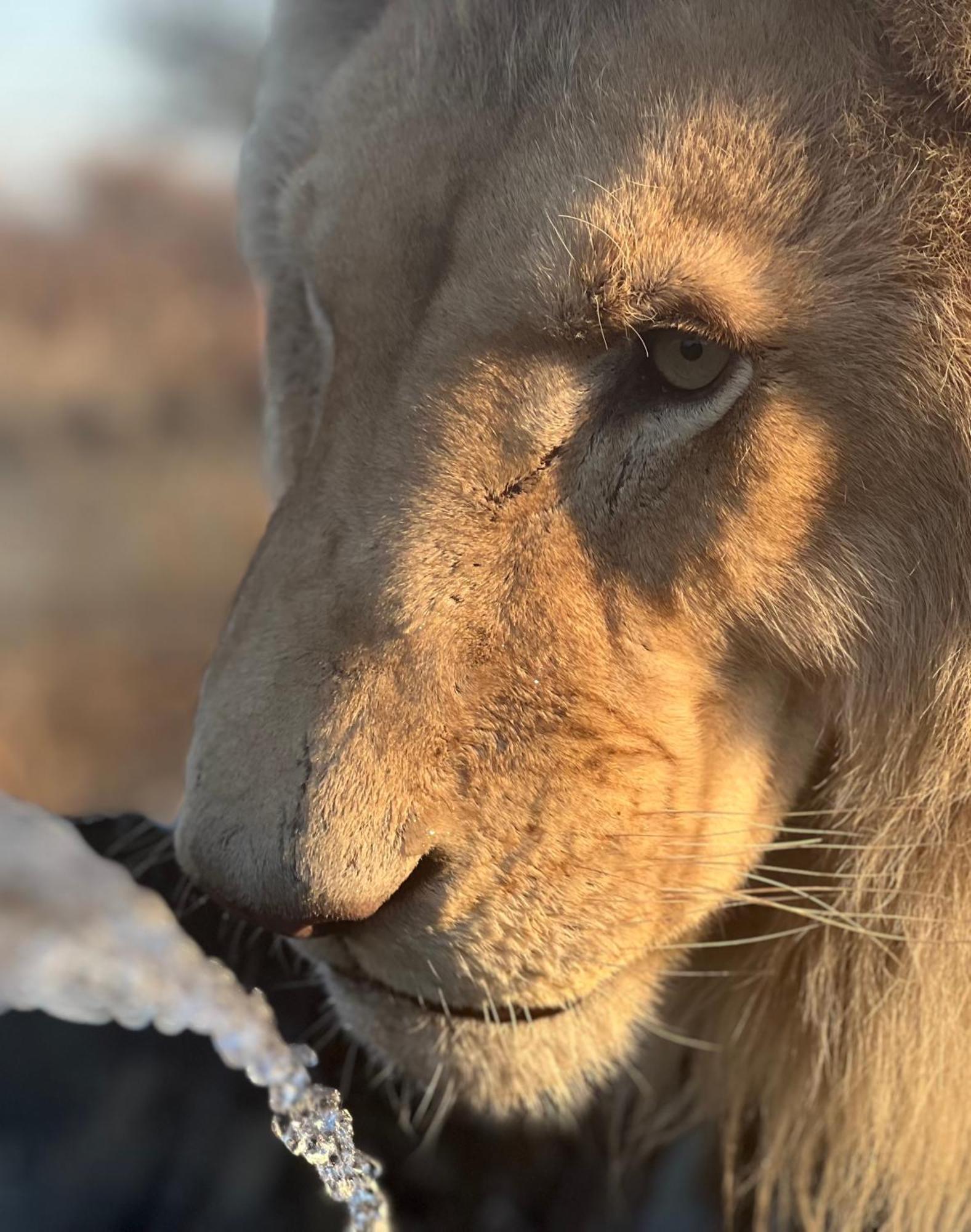Simba Safaris African Pride Exotic Lodge Lephalale Dış mekan fotoğraf