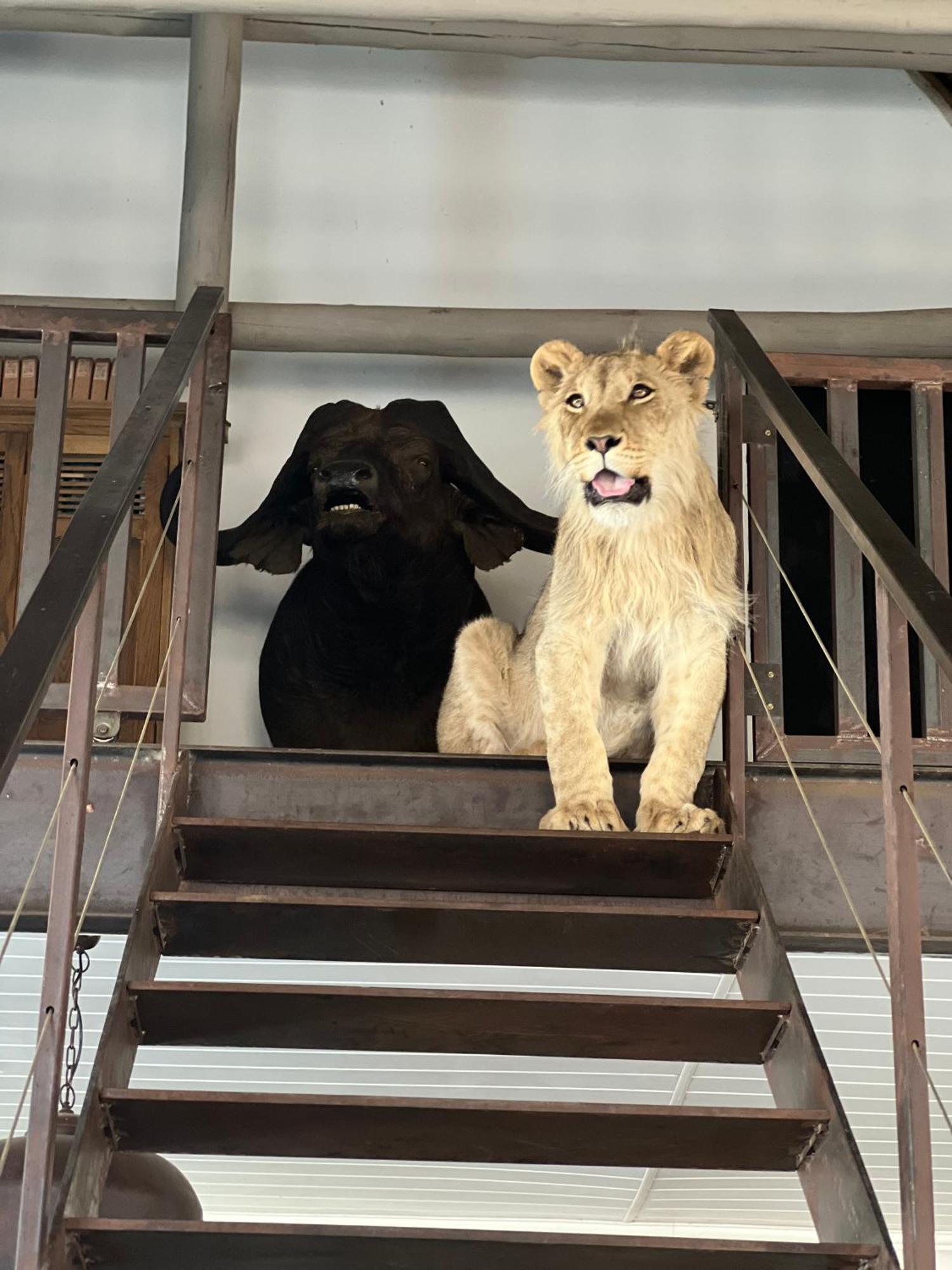 Simba Safaris African Pride Exotic Lodge Lephalale Dış mekan fotoğraf
