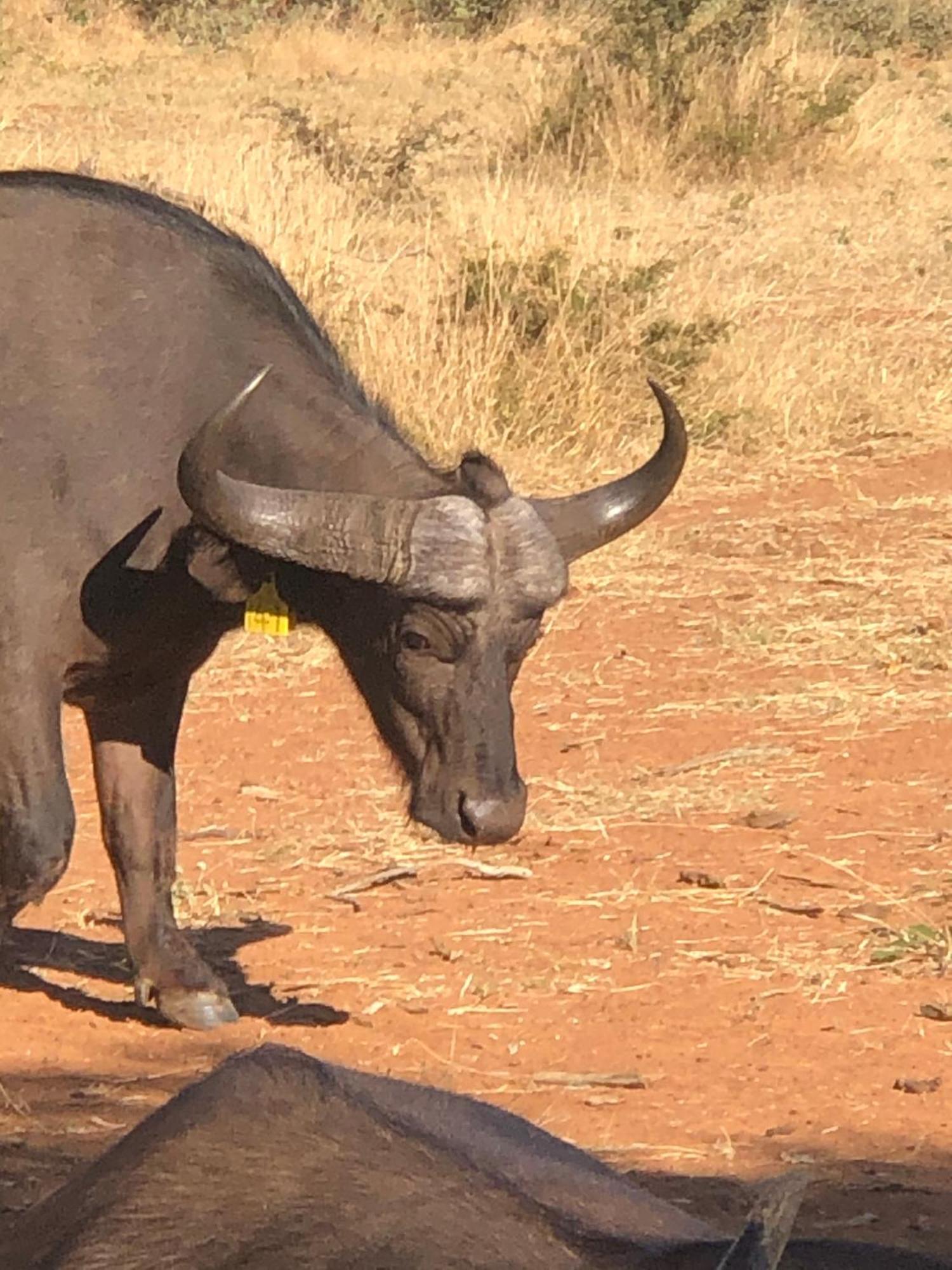 Simba Safaris African Pride Exotic Lodge Lephalale Dış mekan fotoğraf