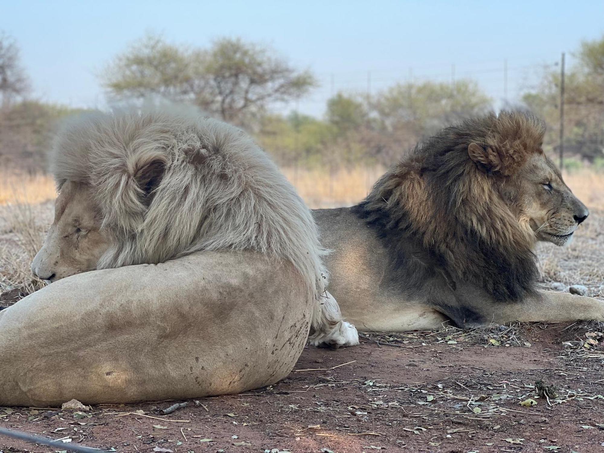 Simba Safaris African Pride Exotic Lodge Lephalale Dış mekan fotoğraf