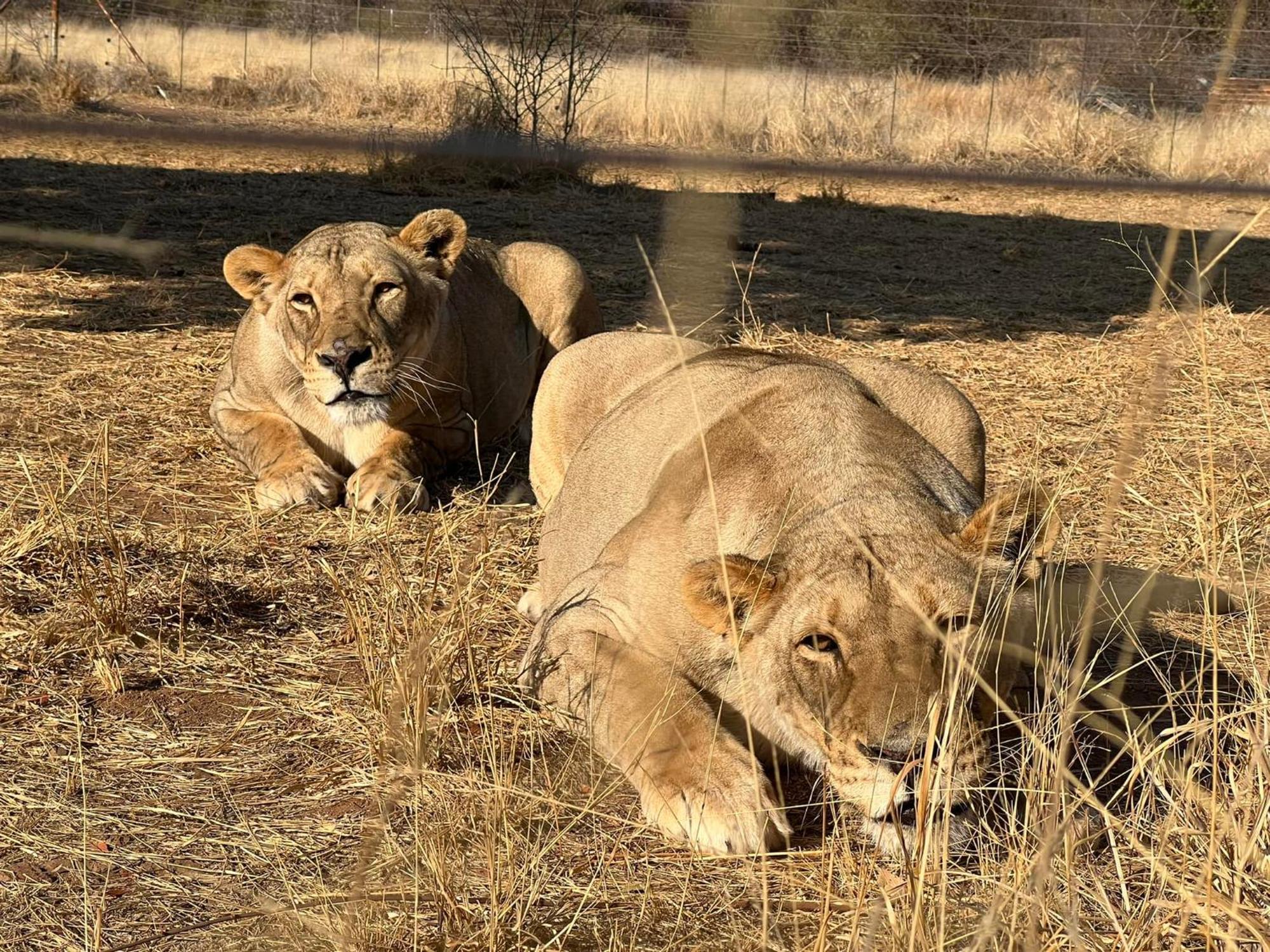 Simba Safaris African Pride Exotic Lodge Lephalale Dış mekan fotoğraf